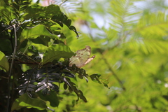 Protogoniomorpha parhassus