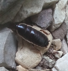 Loboptera decipiens
