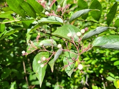 Cornus drummondii