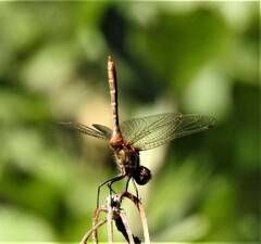Sympetrum pallipes