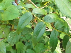 Berberis nervosa