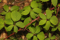 Rubus tuberculatus
