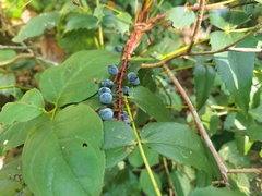 Berberis nervosa