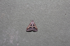 Melipotis bisinuata