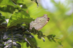 Protogoniomorpha parhassus