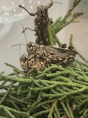 Melanoplus macclungi