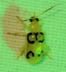 Diabrotica litterata