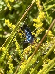 Sphex