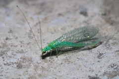 Pseudomallada prasinus