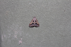 Melipotis bisinuata