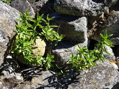Peperomia inaequalifolia