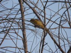 Icterus