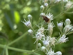 Harmostes fraterculus