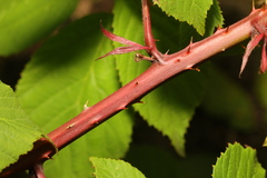 Rubus tuberculatus