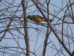 Icterus