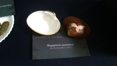 Megapitaria aurantiaca