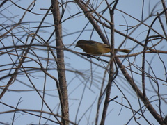 Icterus
