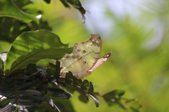 Protogoniomorpha parhassus