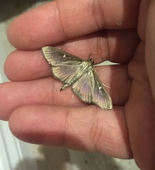 Cydalima perspectalis