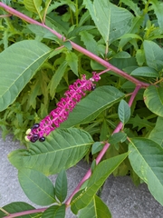Phytolacca americana