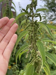 Urtica gracilis