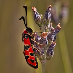 Zygaena fausta