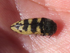 Acmaeodera bowditchi