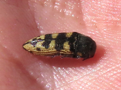 Acmaeodera bowditchi