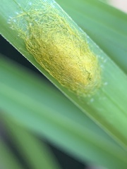 Gasteracantha cancriformis