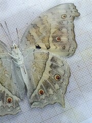 Protogoniomorpha parhassus
