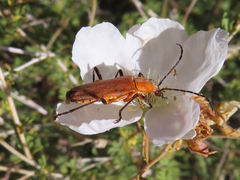 Chauliognathus discus
