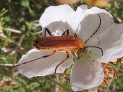 Chauliognathus discus