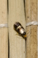 Nepticulidae