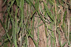 Lepismium cruciforme