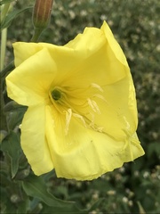 Oenothera glazioviana