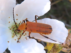 Chauliognathus discus