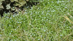 Myosotis scorpioides