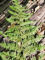 Athyrium angustum