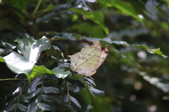 Protogoniomorpha parhassus
