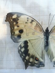 Protogoniomorpha parhassus