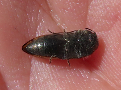 Acmaeodera bowditchi