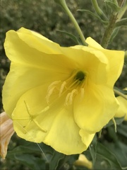 Oenothera glazioviana