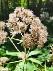 Eutrochium purpureum