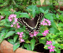Papilio palamedes