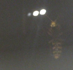 Vespa crabro
