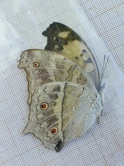 Protogoniomorpha parhassus