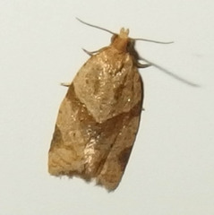 Clepsis peritana