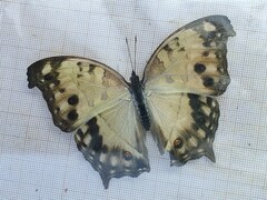 Protogoniomorpha parhassus