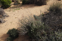 Dyerophytum africanum
