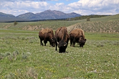Bison bison